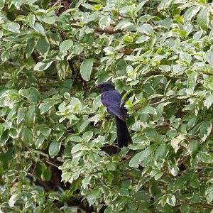 Northern Black Flycatcher