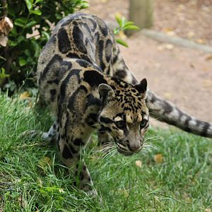 Clouded Leopard - 3rd August 2013