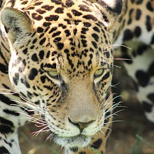 Jaguar - 3rd August 2013