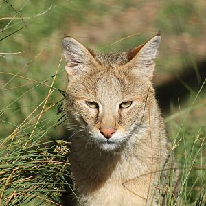 Jungle Cat - 3rd August 2013