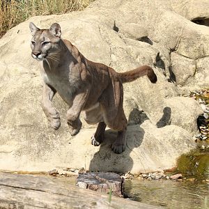 Puma - 3rd August 2013