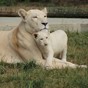 White Lioness & Cub - 3rd August 2013