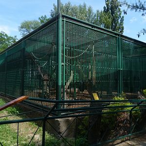 Hymadryas baboon enclosure