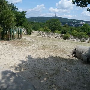 White Rhino enclosure