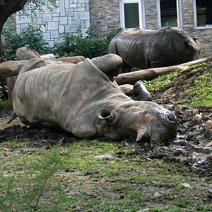White rhinoceros in  Changchun Zoo