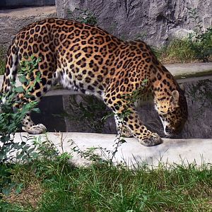 Leopard in Changchun Zoo