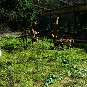 Leopard in Changchun Zoo