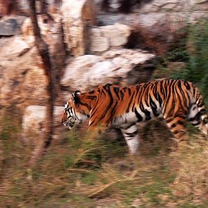 Amur tiger in Changchun Zoo