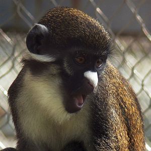 Lesser spot-nosed guenon in Changchun Zoo