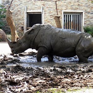 White rhinoceros in  Changchun Zoo