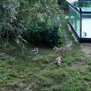 Wolf enclosure in Changchun Zoo