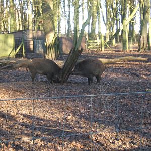 European Wild Boar