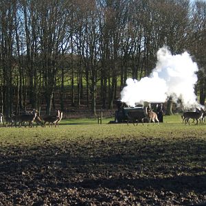 Steam Train passing through Deer Park