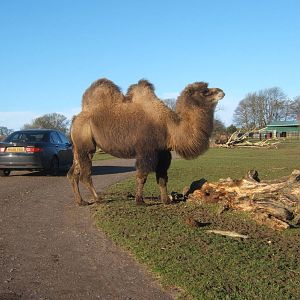 Bactrian Camel