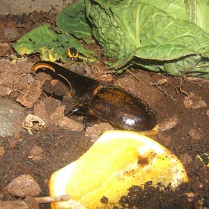 Hercules Beetle (Dynastes hercules hercules)