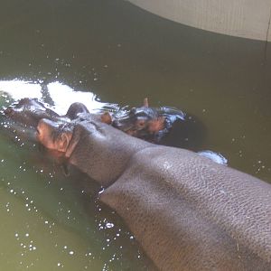 Common Hippo and calf