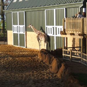 Reticulated Giraffe