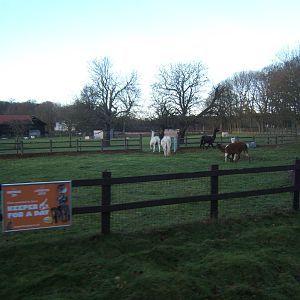 Alpaca from the train