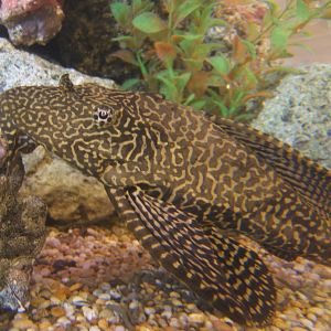 Sailfin Plec (Pterygoplichthys gibbiceps)