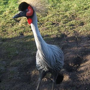 Grey-necked Crowned Crane