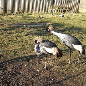 Grey-necked Crowned Crane`s