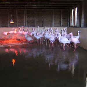 Lesser Flamingo`s
