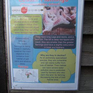 Sign for Lesser Flamingo