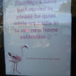 Sign for Lesser Flamingo`s
