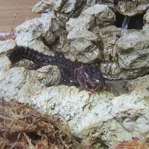 Red-eyed Crocodile Skink (Tribolonotus gracilis)
