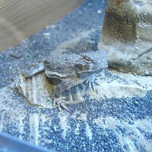 Desert Horned Lizard (Phyrnosoma platyrhinos)