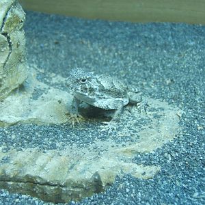 Desert Horned Lizard (Phyrnosoma platyrhinos)