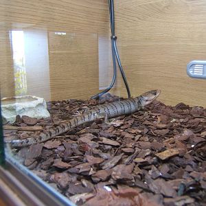 Pink-tongued Skink