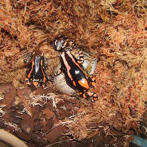 Banded Rubber Frogs (Phrynomantis bifasciatus)