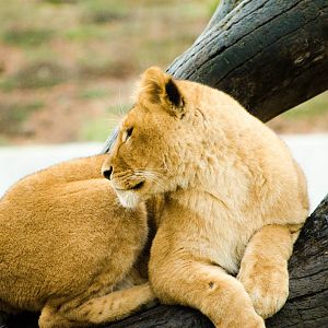 Lion Cub