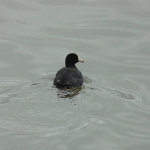 American Coot