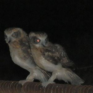 Boobook owls