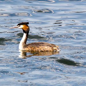 Great Crested Grebe