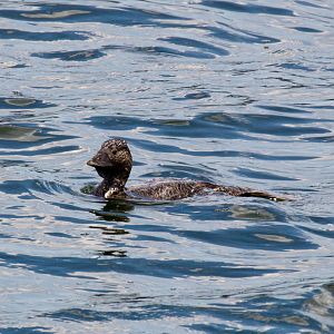Musk Duck male