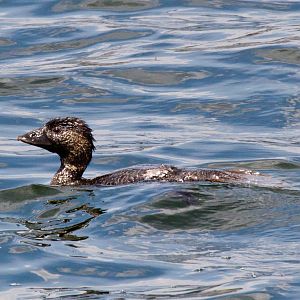 Musk Duck female