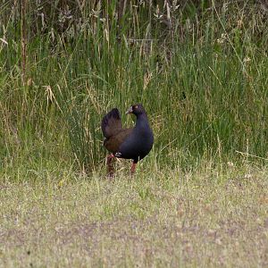 Black-tailed Native Hen