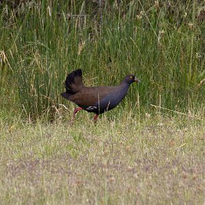 Black-tailed Native Hen
