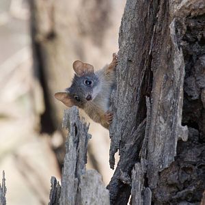 Yellow-footed Antechinus