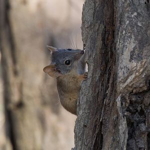 Yellow-footed Antechinus