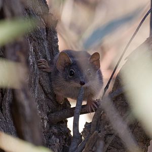 Yellow-footed Antechinus