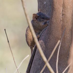Yellow-footed Antechinus