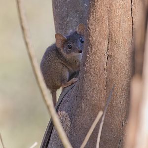 Yellow-footed Antechinus