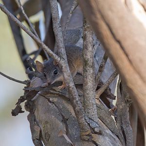 Yellow-footed Antechinus