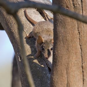 Yellow-footed Antechinus