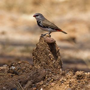 Diamond Firetail