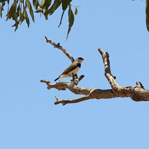 Diamond Firetail